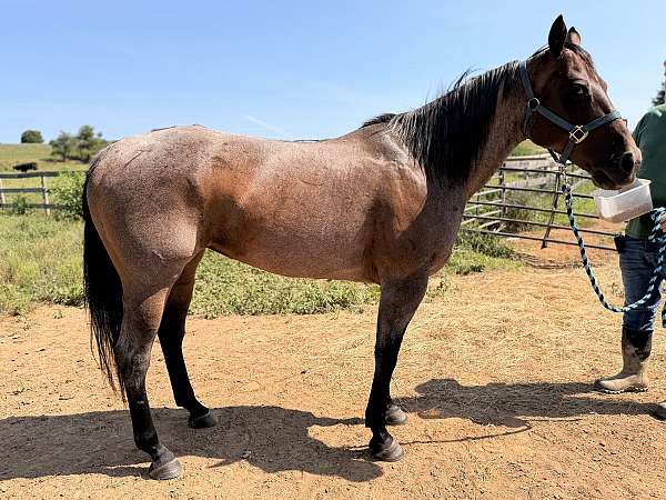quarter-horse-mare