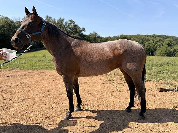 quarter-horse-for-sale