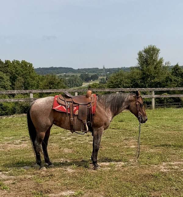 quarter-horse
