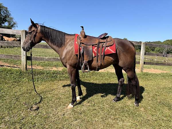 gymkhana-quarter-horse-thoroughbred-horse