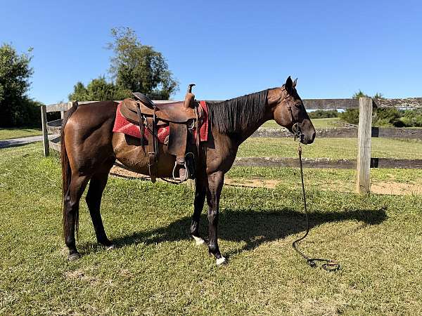 quiet-disposition-mare