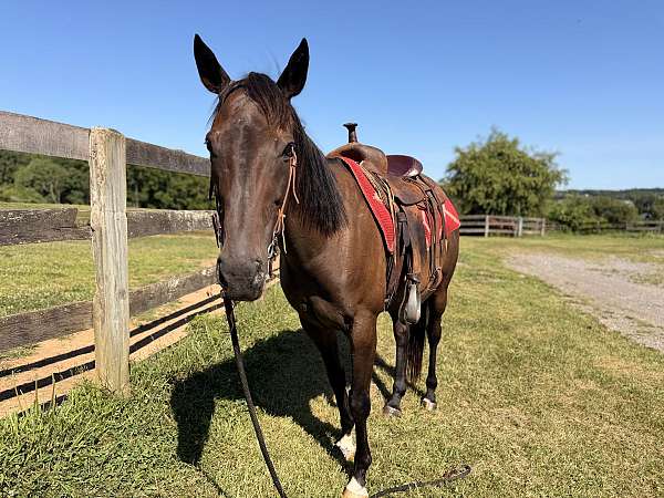 all-quarter-horse