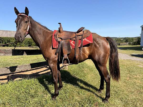 blue-roan-roan-ranch-versatility-horse