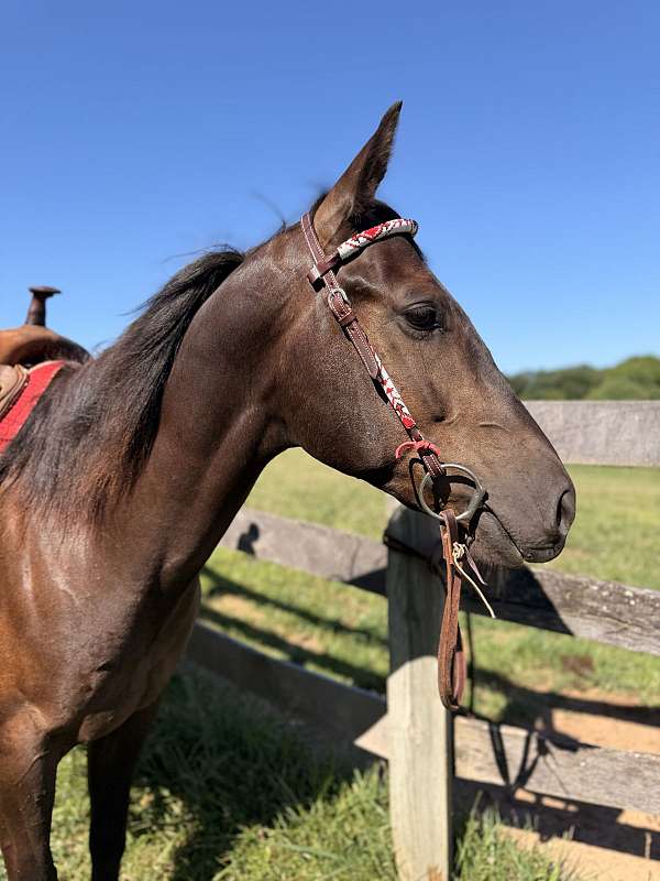 quarter-horse-gelding