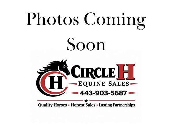 thoroughbred-mare