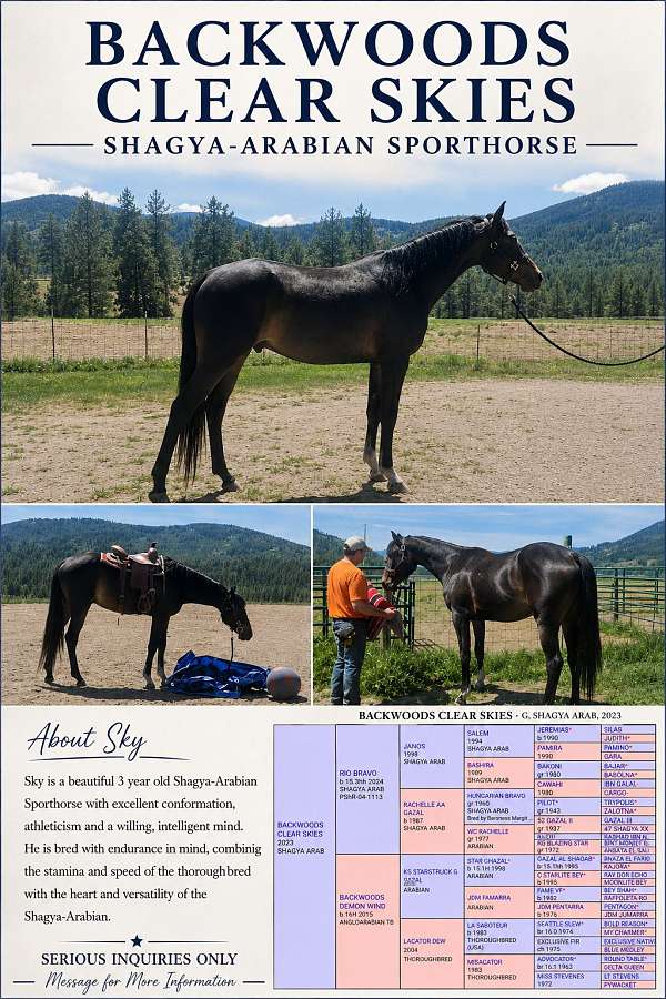 shagya-horse-for-sale