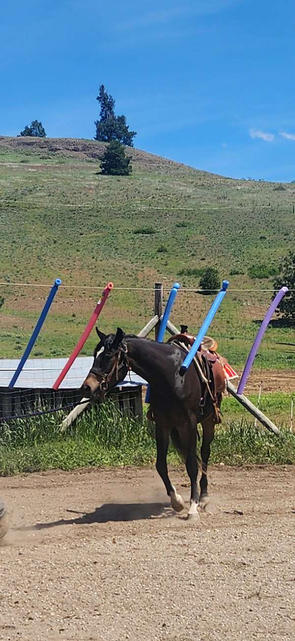 all-shagya-horse