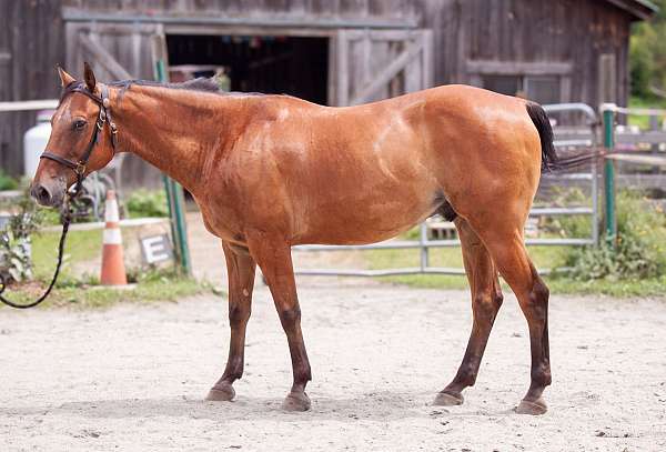 appaloosa-gelding