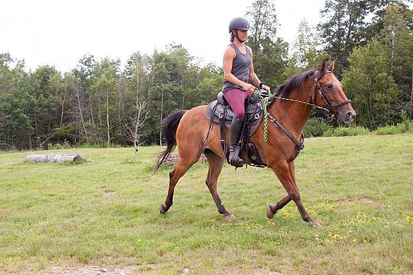 appaloosa-horse-for-sale