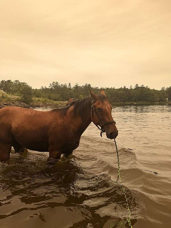 appaloosa-horse