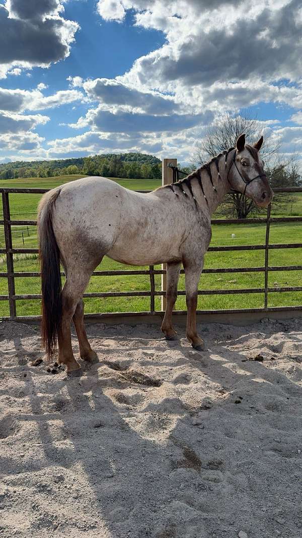 project-show-appaloosa-horse