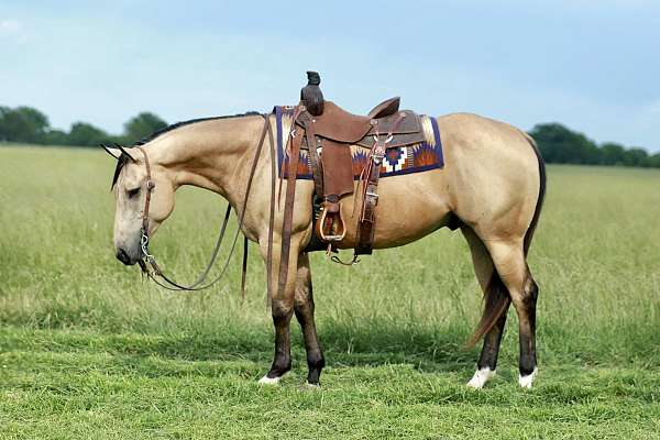 beginner-quarter-horse