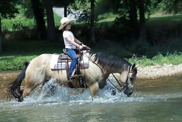 hunter-quarter-horse