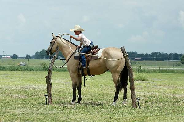 husband-safe-quarter-horse