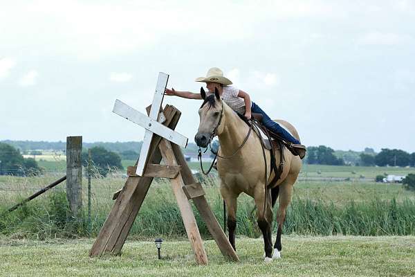 jumper-quarter-horse