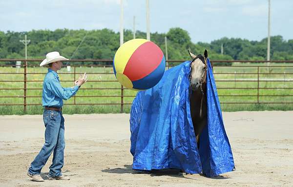 kid-safe-quarter-horse