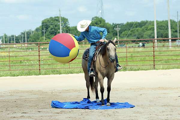 lesson-quarter-horse