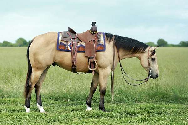 parade-quarter-horse