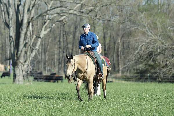 ranch-work-quarter-horse