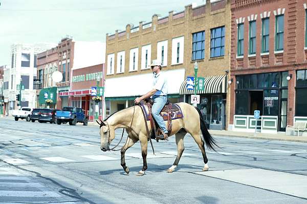 ridden-english-quarter-horse