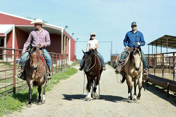 ridden-western-quarter-horse