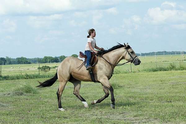 trail-quarter-horse