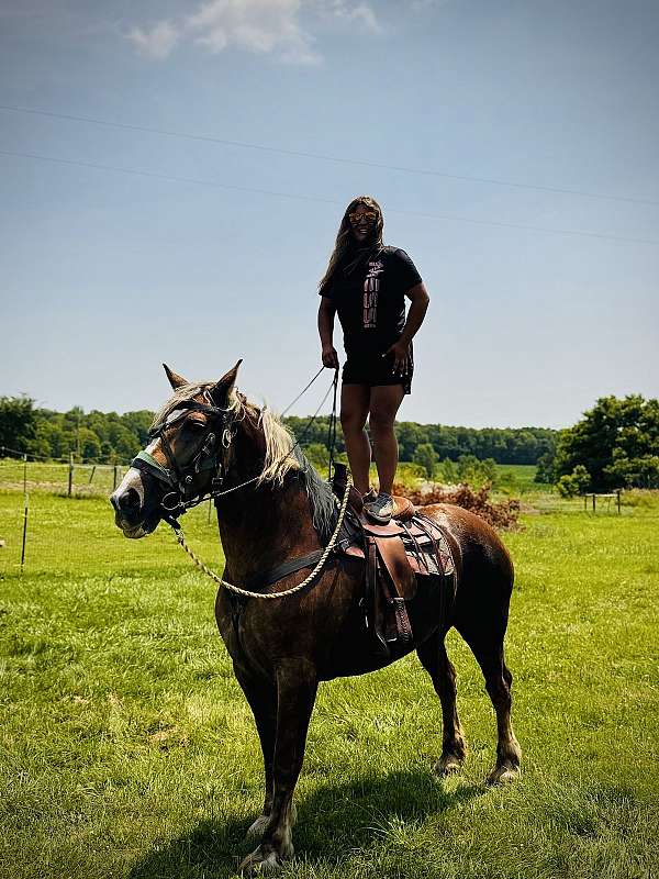 chocolate-grey-belgian-draft-mare