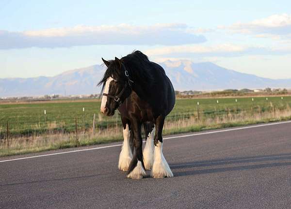 black-gypsy-vanner-mare