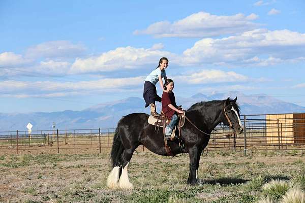 black-gvhs-horse