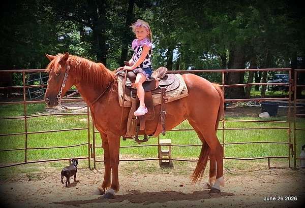 gaited-horse-paso-fino