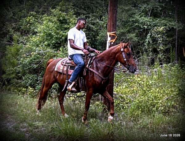 paso-fino-cross-horse