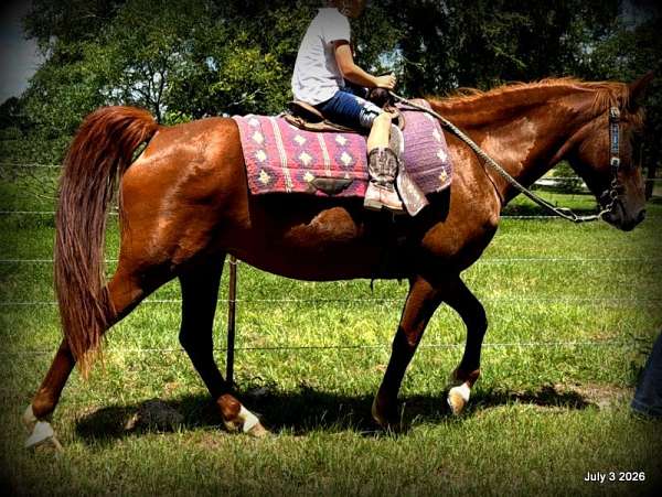 trail-horse-paso-fino