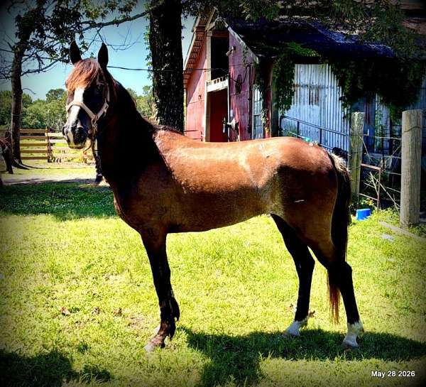 bay-roan-paso-fino
