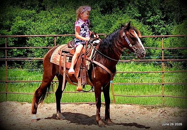 paso-fino-cross-horse