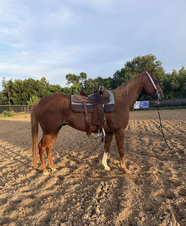 quarter-horse-gelding