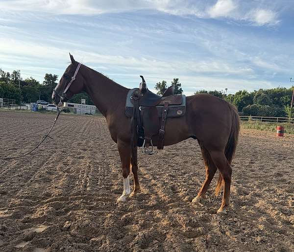 quarter-horse-for-sale