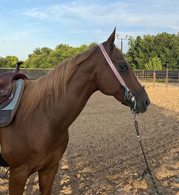 quarter-horse