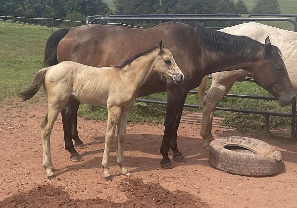 buckskin-blaze-one-white-sock-horse