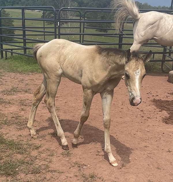 blaze-one-white-sock-horse