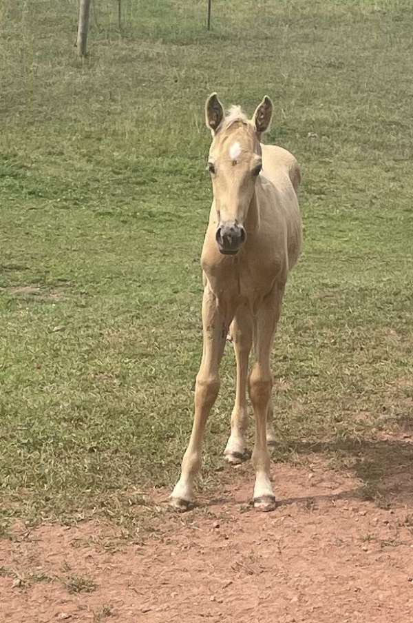 star-snip-white-on-several-pasterns-horse