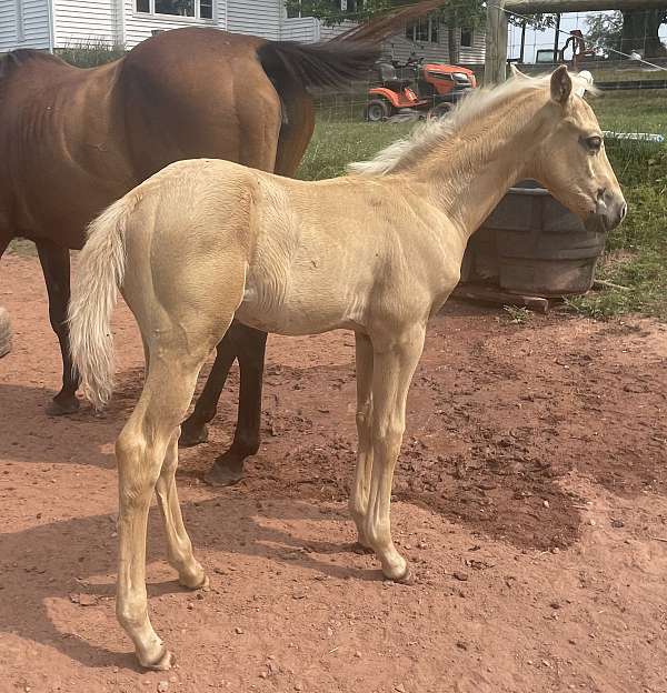 palomino-star-snip-white-on-several-pasterns-horse