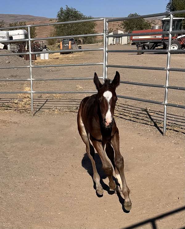 akhal-teke-colt