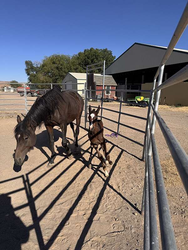 hunter-akhal-teke-horse