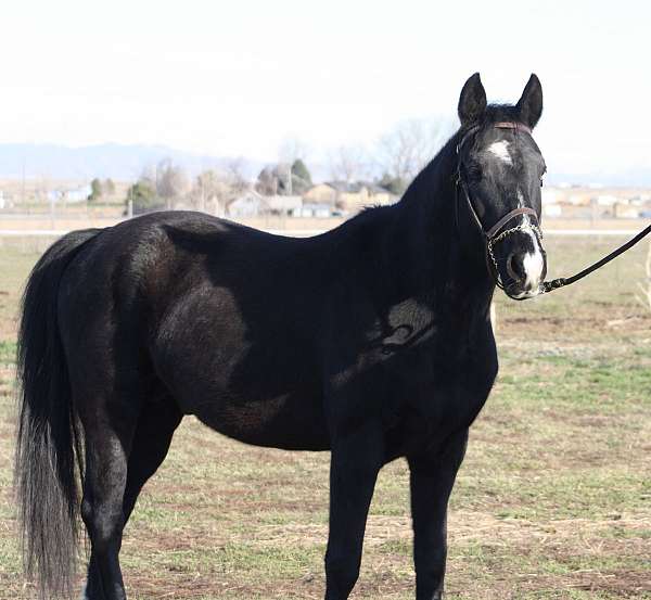 jumper-akhal-teke-horse