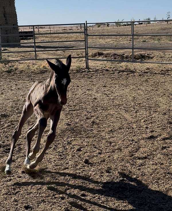 dressage-colt-weanling
