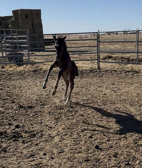hunter-colt-weanling