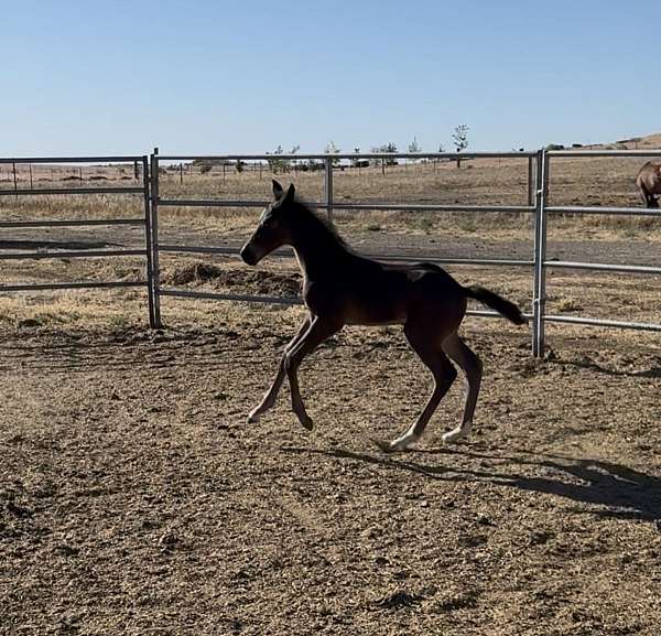 jumper-colt-weanling