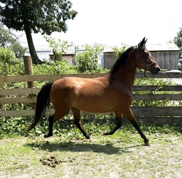 hot-morgan-horse