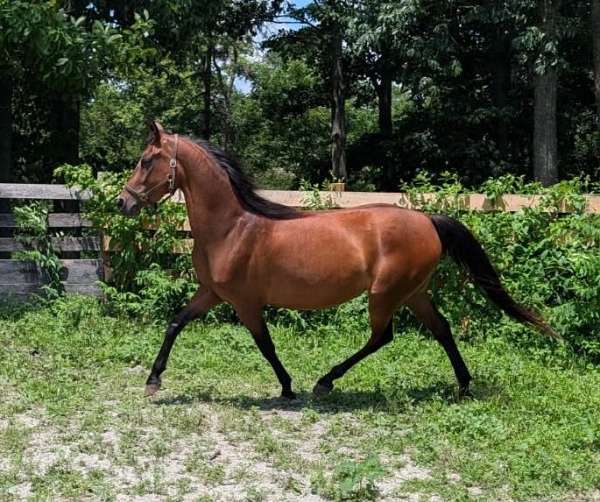 round-pen-morgan-horse