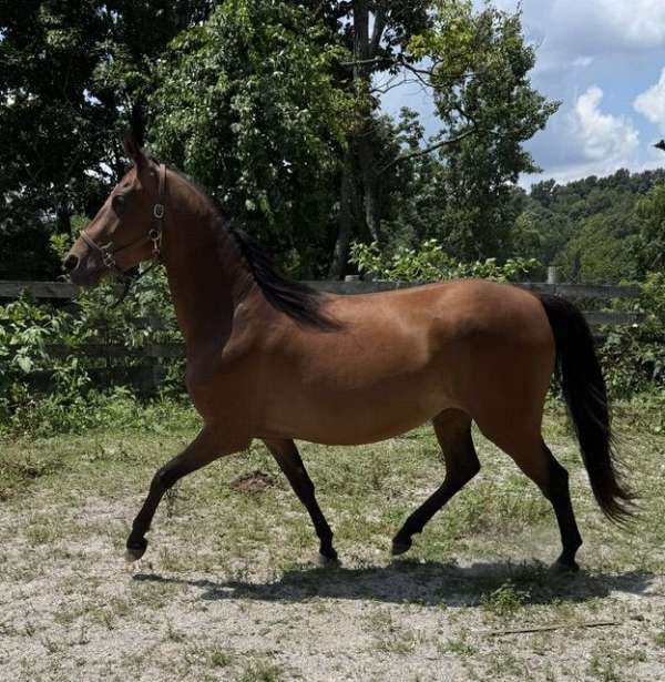 showboat-morgan-horse